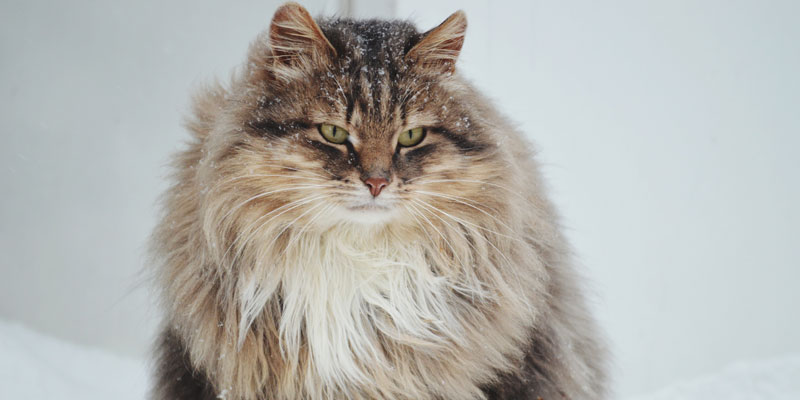 Come rimediare alla forfora gatto? Cause e soluzioni