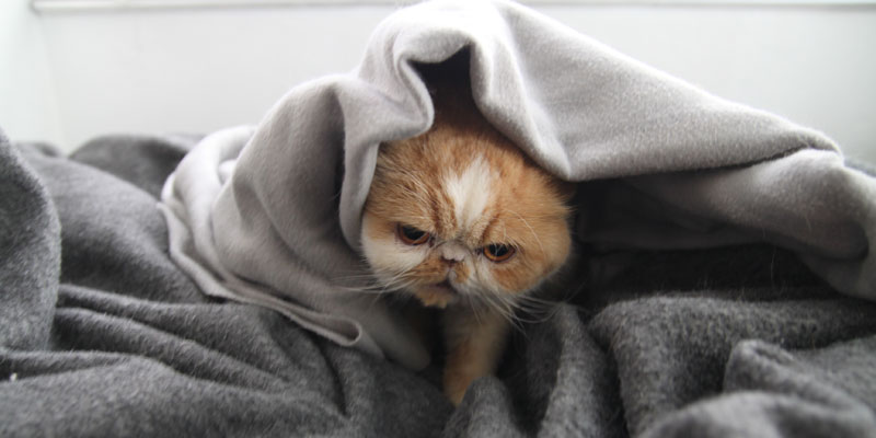 Come riconoscere il raffreddore gatto e come curarlo