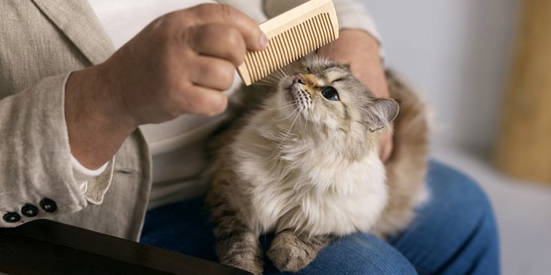 Come riconoscere l'alopecia gatto e come curarla