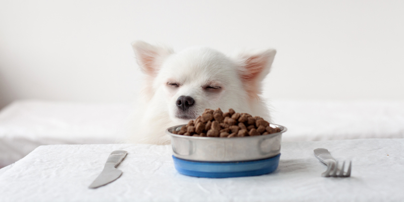 Come cambiare alimentazione al cane in modo corretto