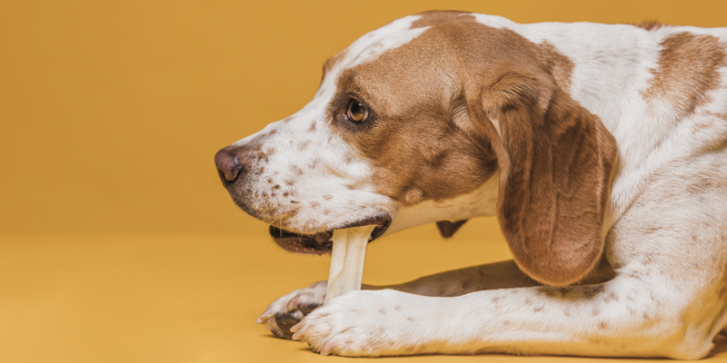Che tipo di osso si può dare al cane? Come scegliere