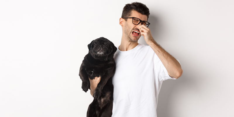 Come combattere la flatulenza cane e cosa causa il meteorismo nel cane