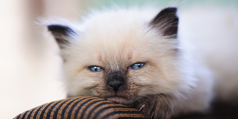 Gatto che piange? Scopri le cause e come aiutare il tuo felino - 1