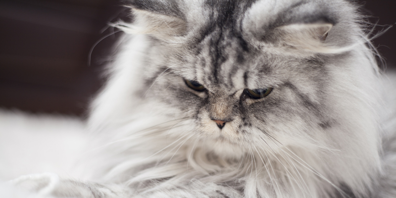 Gatto che piange? Scopri le cause e come aiutare il tuo felino