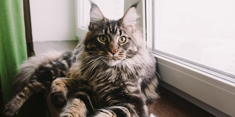Scopri tutto sul gatto Maine Coon, dalla a alla z