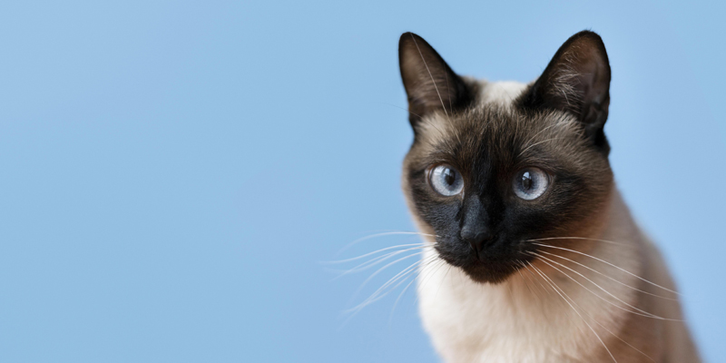 Tutto quello che c'è da sapere sul gatto siamese: caratteristiche, carattere e cura - 1
