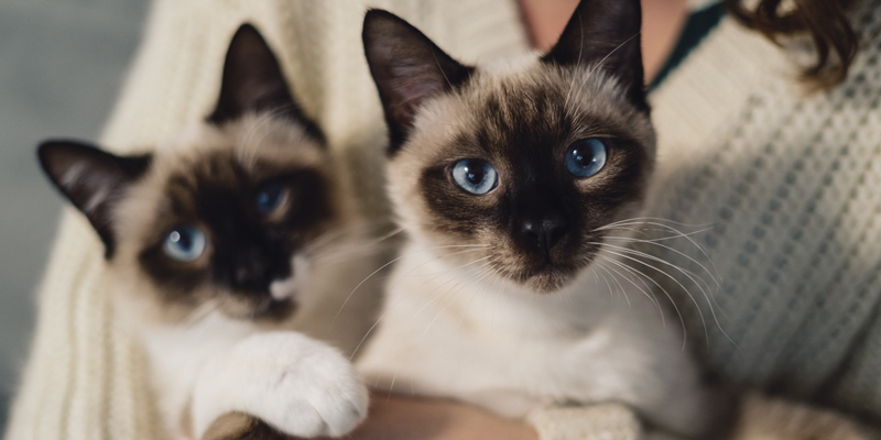 Tutto quello che c'è da sapere sul gatto siamese: caratteristiche, carattere e cura