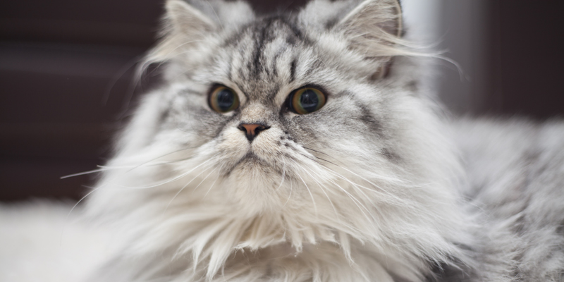 Alla scoperta del gatto siberiano, un felino affascinante e unico