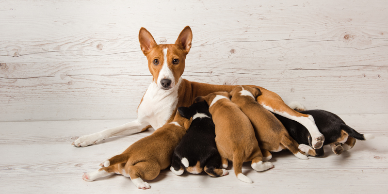 Gestazione cane, come riconoscerla e come gestirla