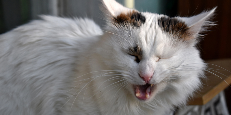 Boli di pelo gatto: ecco come combattere le palle di pelo