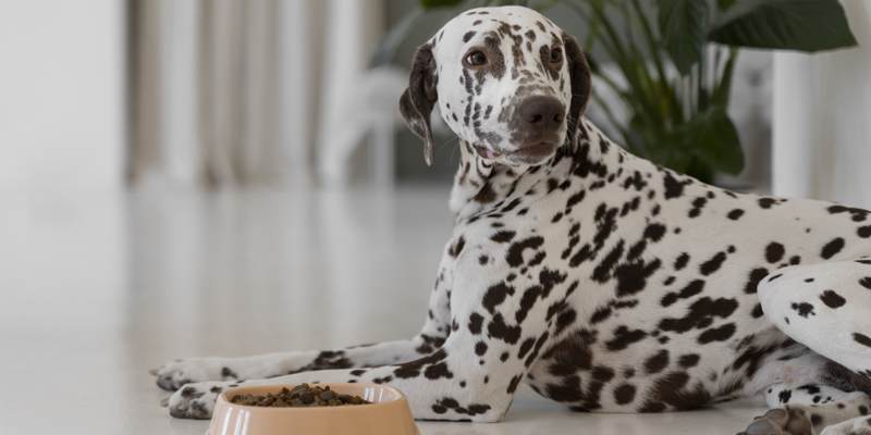 Tutto sulla digestione nel cane, ecco cosa sapere