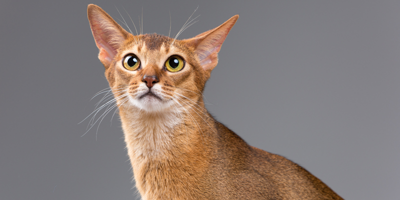 Gatto abissino: origini, caratteristiche ed alimentazione