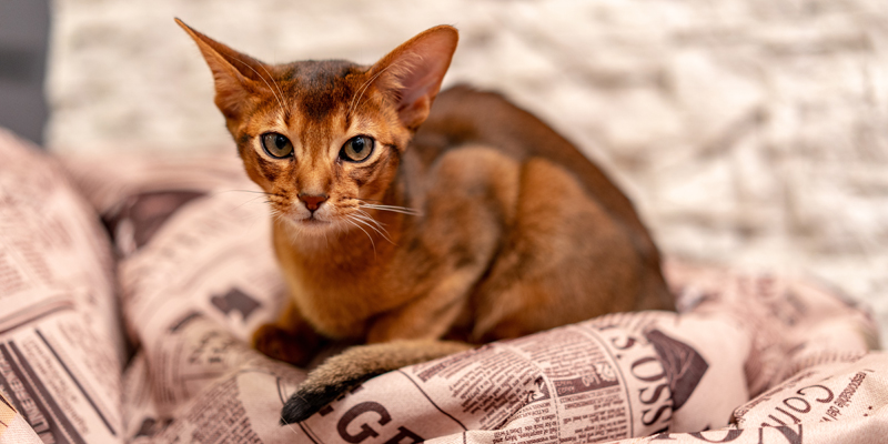 Gatto abissino: origini, caratteristiche ed alimentazione