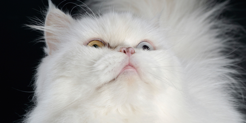 Conosciamo insieme il gatto persiano, dalle origini alla cura