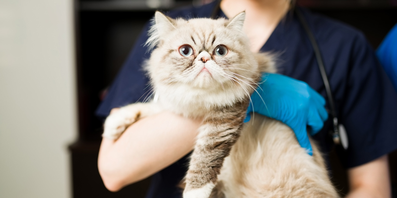 Conosciamo insieme il gatto persiano, dalle origini alla cura