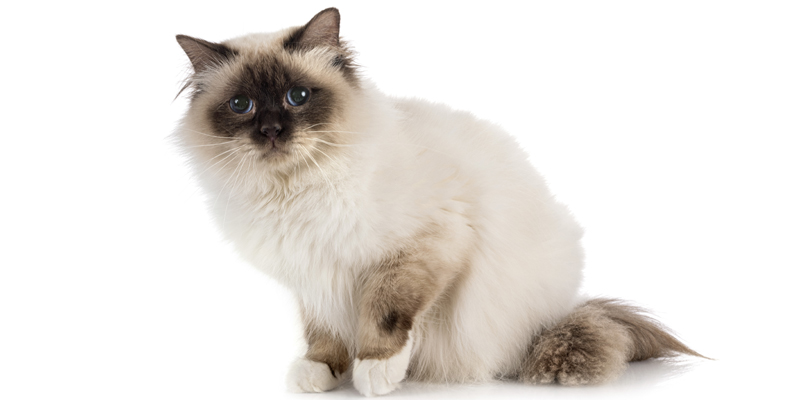Alla scoperta del gatto sacro di Birmania, dalle origini alla cura