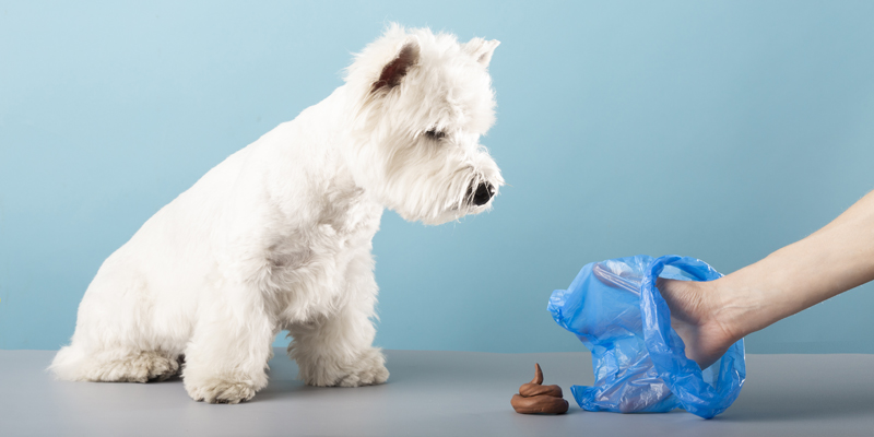 Perché i cani mangiano la cacca? Ecco cosa devi sapere