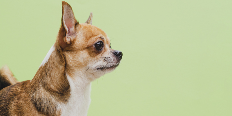 Cane Chihuahua, il piccolo grande compagno di vita - 1