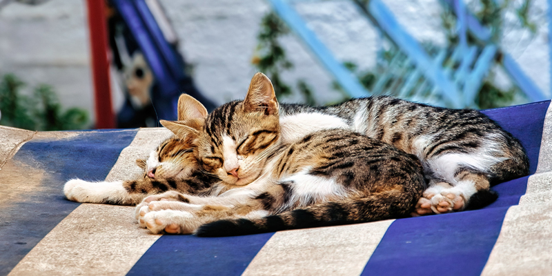 Gatto europeo, guida completa alla razza più amata in Italia
