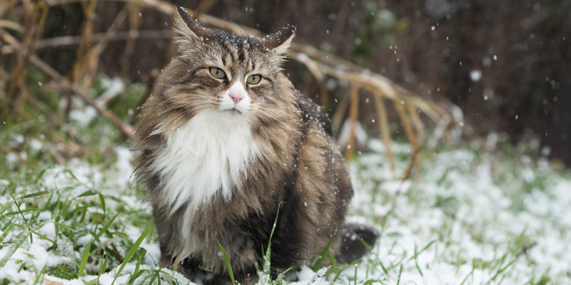 Gatto Norvegese, tutto quello da sapere su questo felino affascinante