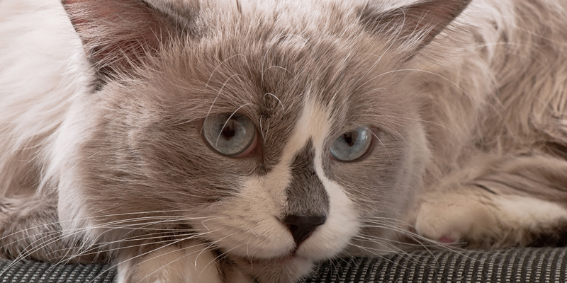 Cosa sapere sul gatto Ragdoll, dalle origini al carattere - 1