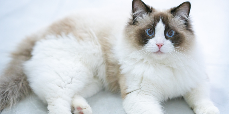 Cosa sapere sul gatto Ragdoll, dalle origini al carattere