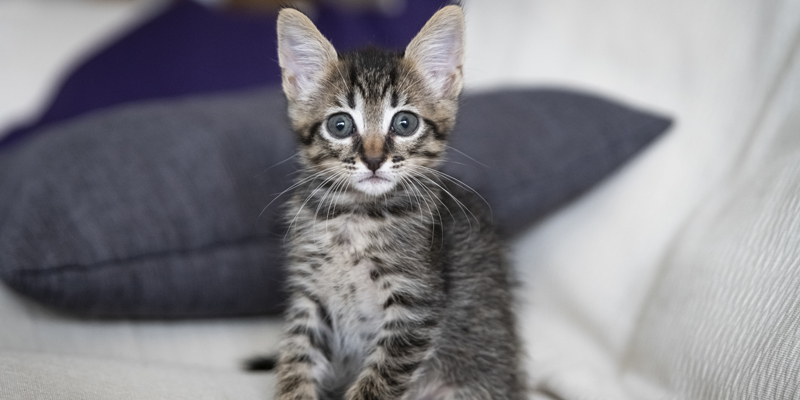 Gatto Soriano, guida a uno dei felini più affettuosi e resistenti - 1