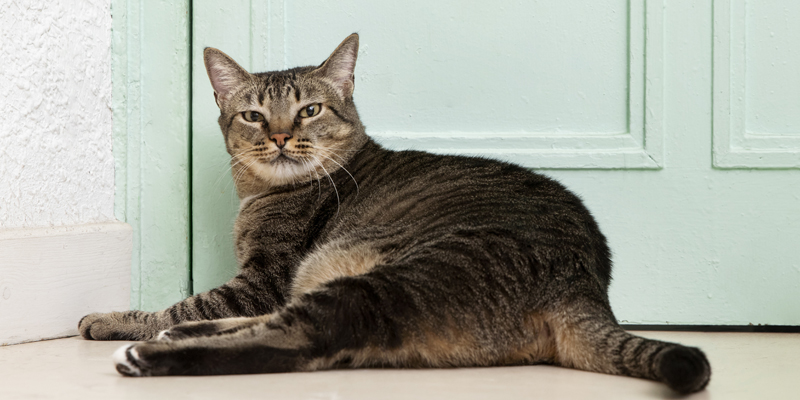 Gatto soriano, guida a uno dei felini più affettuosi e resistenti