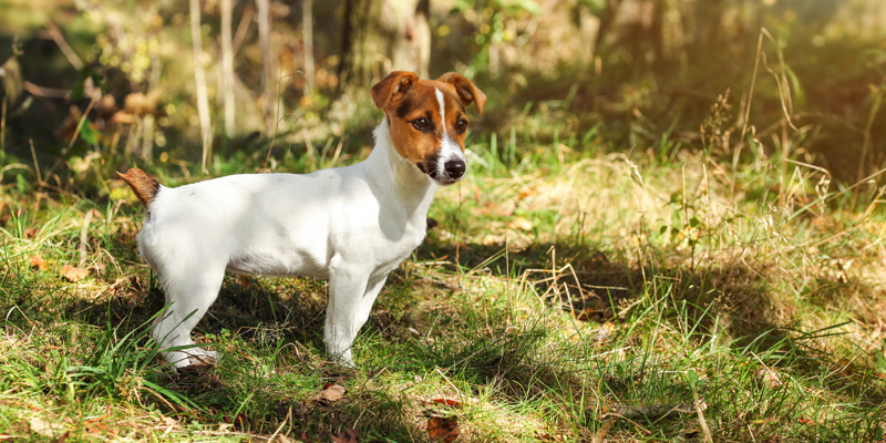 Jack Russell Terrier: guida completa alla razza