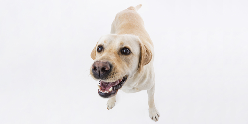 Labrador Retriever, guida completa alla razza più amata