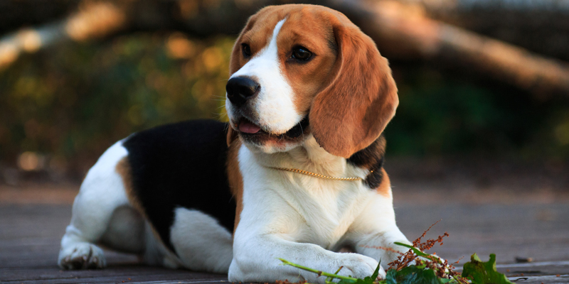 Guida completa al Beagle, il cane dalle orecchie lunghe - 1