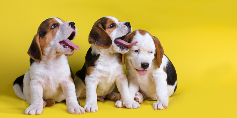 Guida completa al Beagle, il cane dalle orecchie lunghe