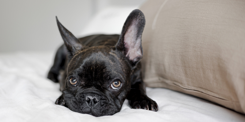 Epilessia cani, ecco come affrontare le crisi