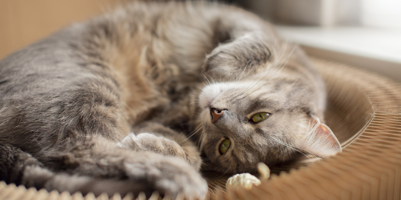 Gatto con vomito, cosa fare?
