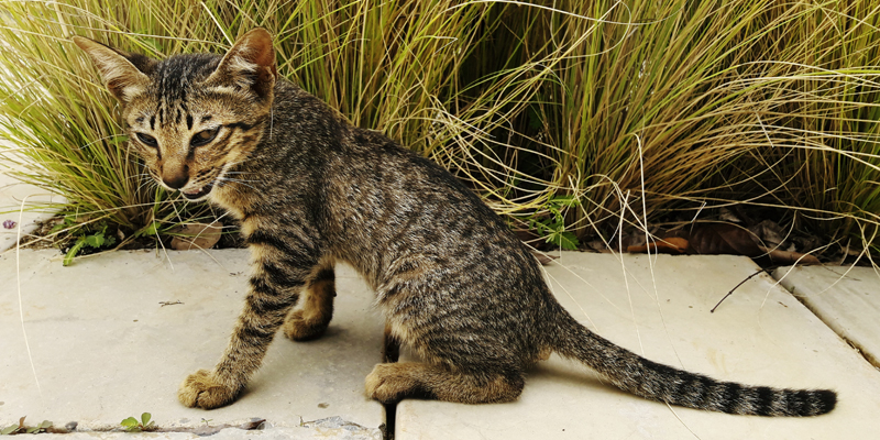 Gatto magro? Ecco le cause e le soluzioni possibili