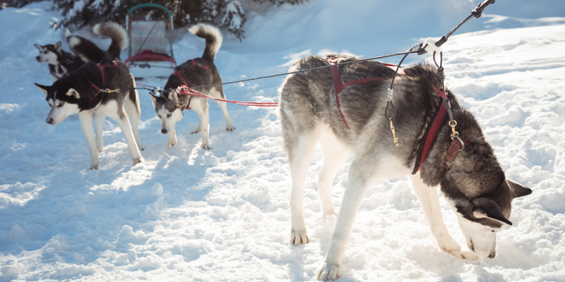 Scopri tutto sull'Husky, il cane lupo per eccellenza - 1