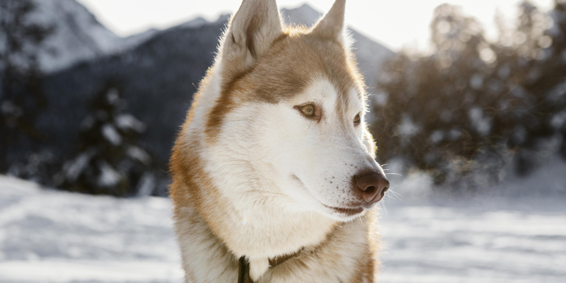 Scopri tutto sull'Husky, il cane lupo per eccellenza