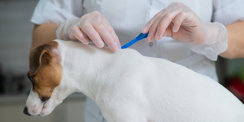 Come mettere la pipetta al cane? Le tecniche più efficaci