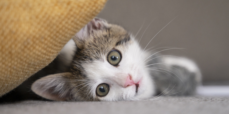 Castrazione gatto, come avviene e come comportarsi