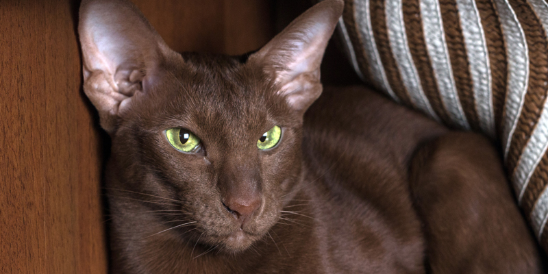 Scopri il gatto Havana Brown, l'eleganza felina dal mantello cioccolato