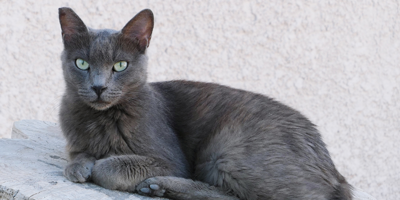 Gatto Blu di Russia, una razza elegante ed affascinante da scoprire - 1