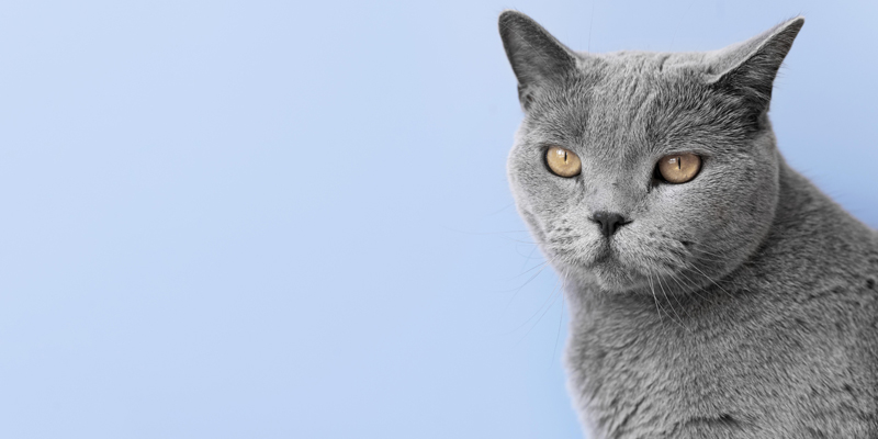 Gatto Blu di Russia, una razza elegante ed affascinante da scoprire