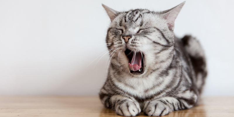 Cosa fare con il gatto che tossisce? Cause e soluzioni