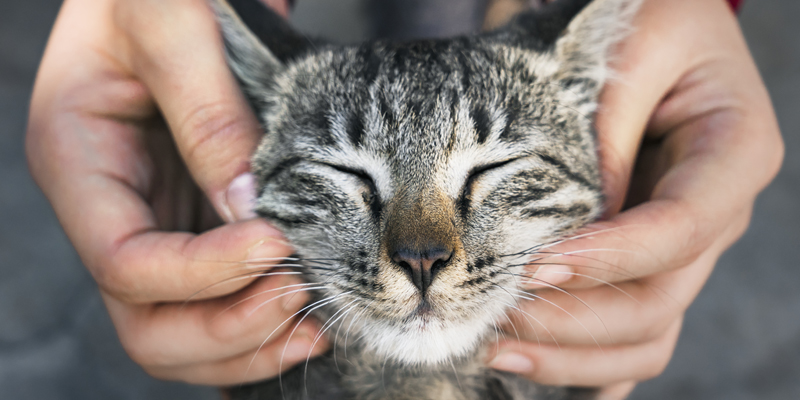 Acne felina? Ecco sintomi, cause e cure per aiutare il tuo gatto
