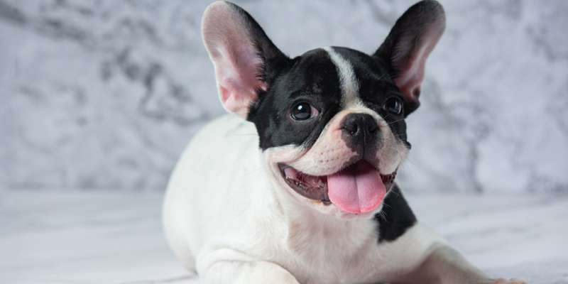 Conosci il Bulldog Francese? Scopri carattere, salute e curiosità - 1