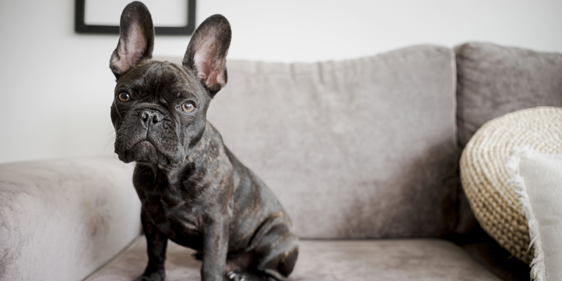Conosci il Bulldog Francese? Scopri carattere, salute e curiosità