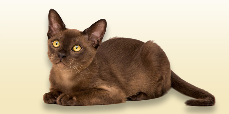 Burmese, scopri il gatto dal cuore d’oro e dallo sguardo magnetico
