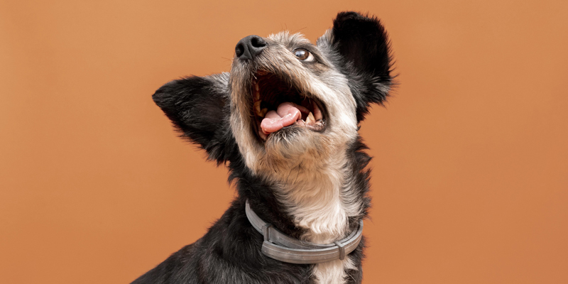 Cane che abbaia troppo? Ecco le cause e le soluzioni