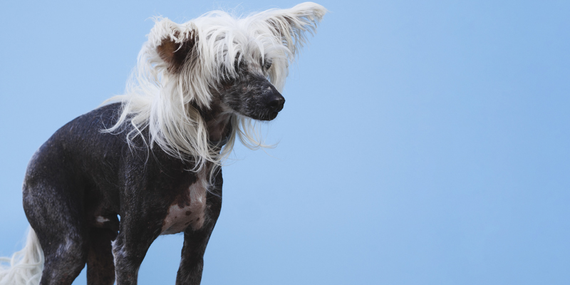 cane-senza-pelo