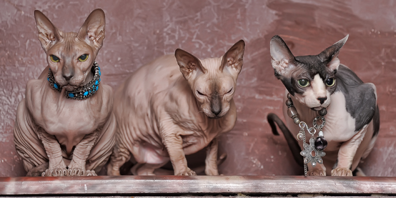 Scopri tutto sui gatti senza peli, tra curiosità e informazioni utili